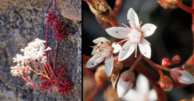 Fiche florale de l'Orpin blanc