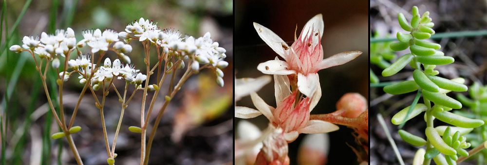 Fiche florale de l'Orpin blanc