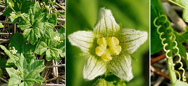 Fiche florale de la Bryone dioque