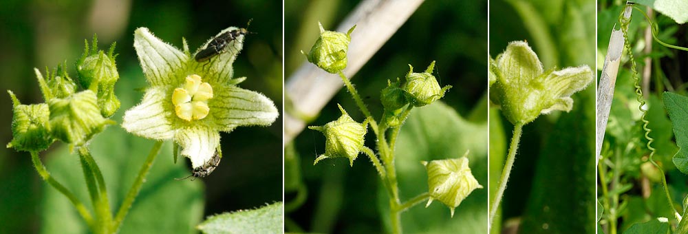 Fiche florale de la Bryone dioque