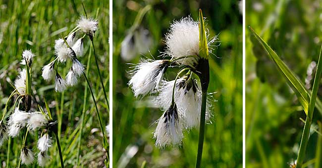 Fiche florale de la Linaigrette  feuilles troites