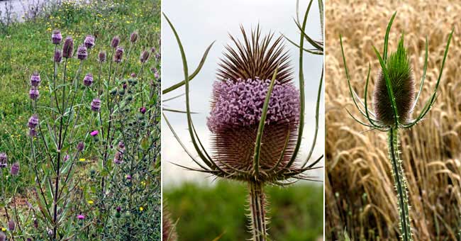 Fiche florale du Cardre sauvage