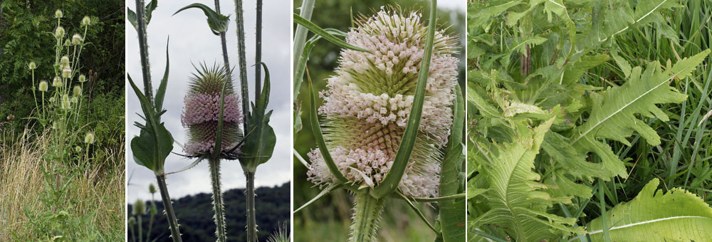  Campanule gantele - photos 2