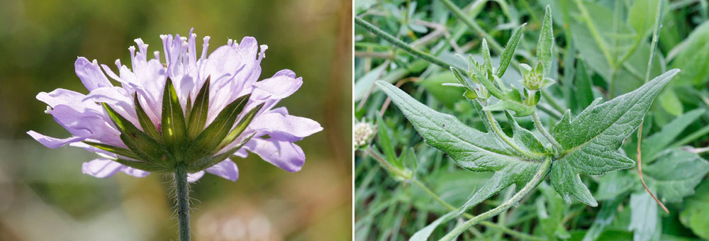 Fiche florale de la Knautie des champs