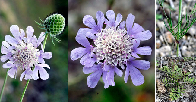 Fiche florale de la Scabieuse colombaire