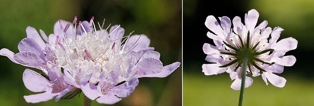 Fiche florale de la Scabieuse colombaire