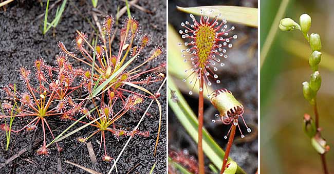 Fiche florale de la Drosera intemrdiaire