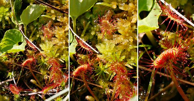 Fiche florale de la Drosera  feuilles rondes