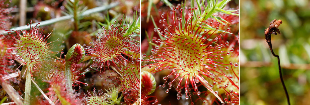 Fiche florale de la Drosera  feuilles rondes