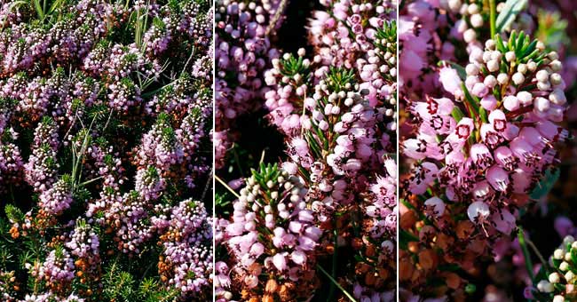 Fiche florale de la Bruyre vagbonde