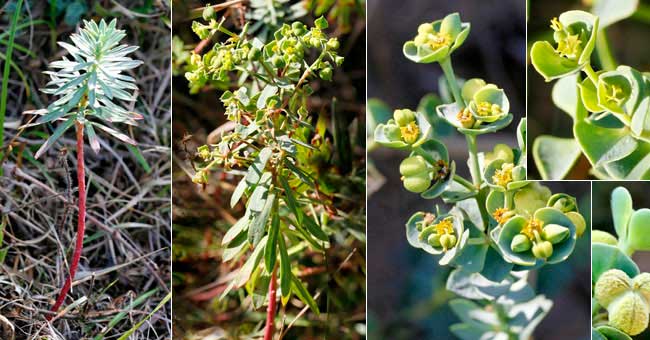 Fiche florale de l'Euphorbe de Portland