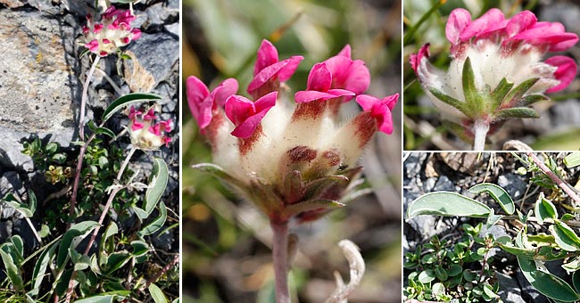 Fiche florale de l'Anthyllide des Pyrnes