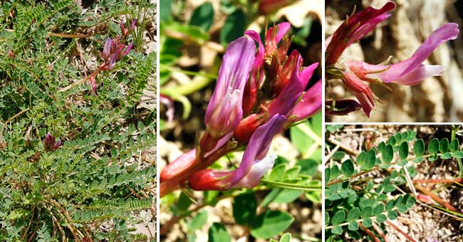 Fiche florale de l'Astragale de Montpellier