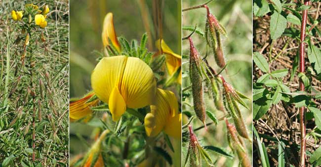 Fiche florale de la Bugrane ftide