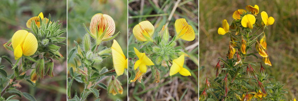 Fiche florale de la Bugrane ftide