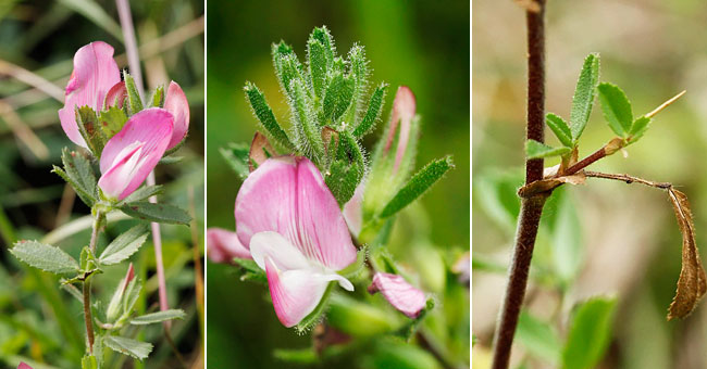 Fiche florale de la Bugrane rampante