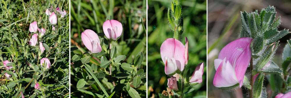 Fiche florale de la Bugrane rampante