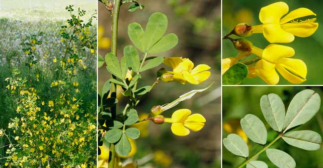 Fiche florale de la Coronille des jardins