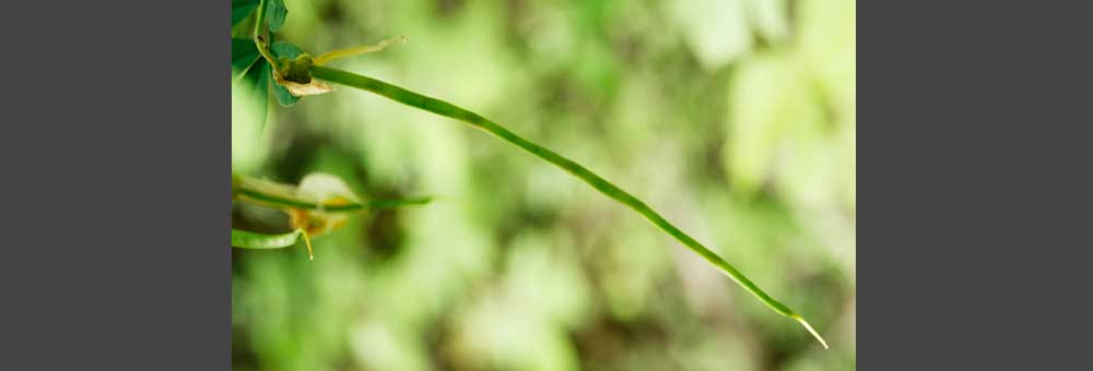 Fiche florale de la gousse de la Coronille des jardins