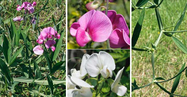 Fiche florale de la Gesse  larges feuilles