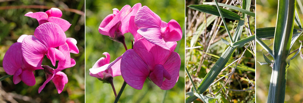 Fiche florale de la Gesse  larges feuilles