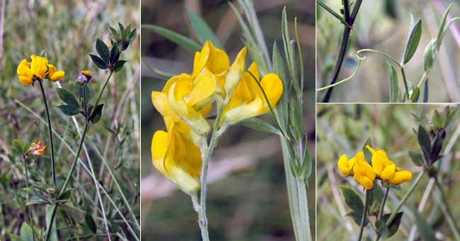 Fiche florale de la Gesse des prs