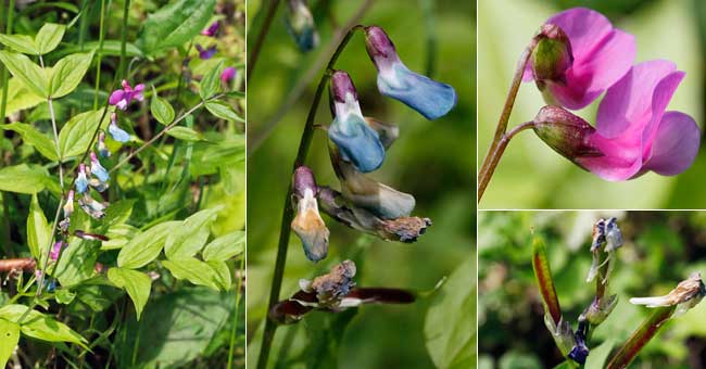 Fiche florale de la Gesse printanire