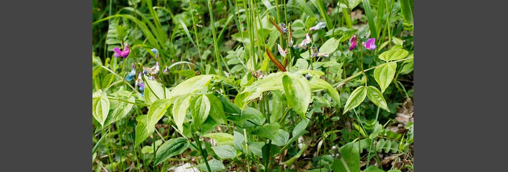 Fiche florale de la Gesse printanire