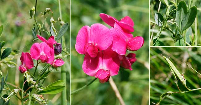 Fiche florale de la Gesse tubreuse