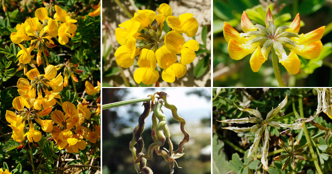 Fiche florale de l'Hippocrpis  toupets