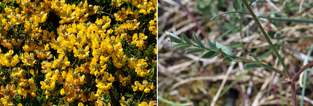 Fiche florale de l'Hippocrpis  toupets