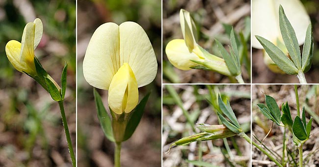 Fiche florale du Lotier-pois