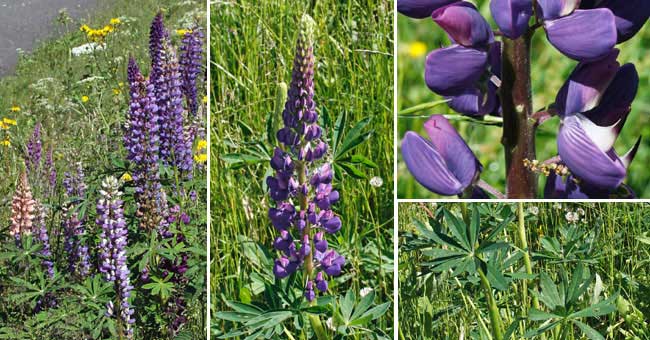 Fiche florale du Lupin