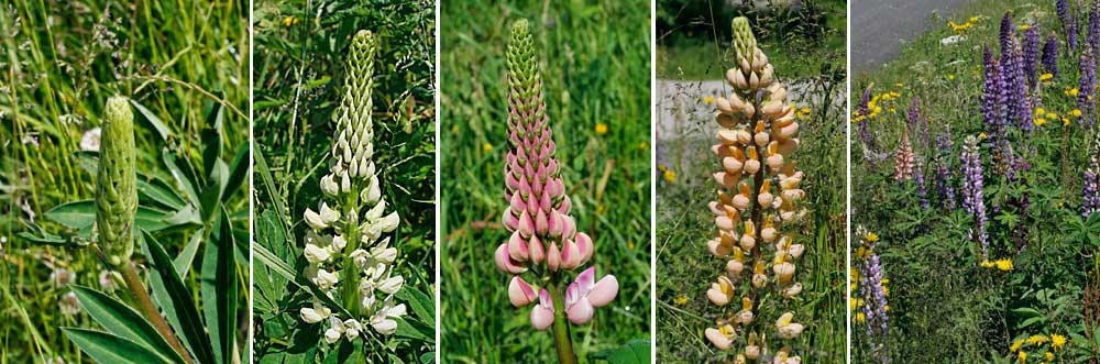 Fiche florale du Lupin