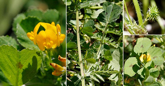 Fiche florale de la Luzerne d'Arabie