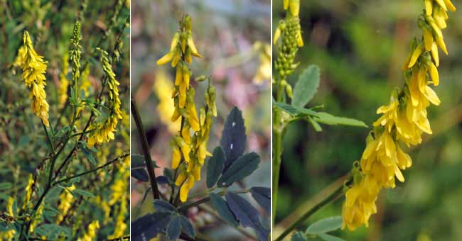 Fiche florale du Mlilot jaune