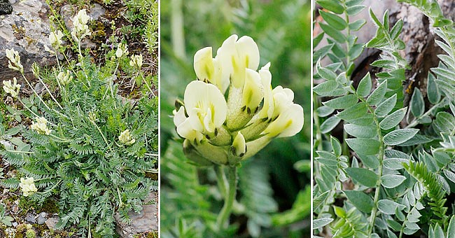 Fiche florale de l'Oxytropis des champs