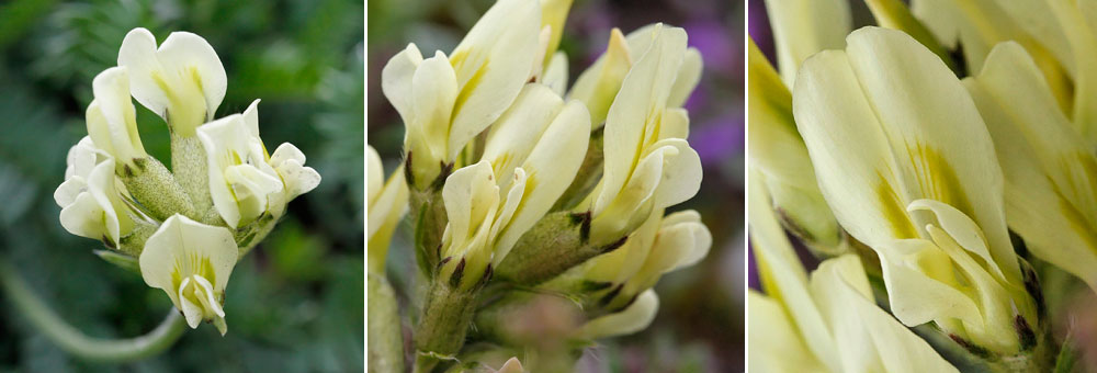 Fiche florale de l'Oxytropis des champs