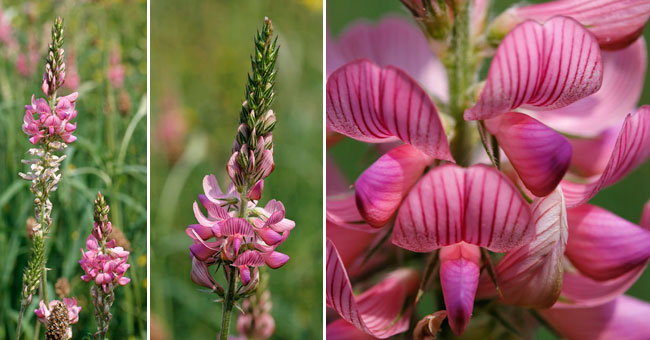 Fiche florale du Sainfoin 