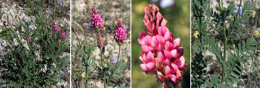 Fiche florale du Sainfoin 