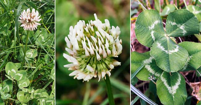 Fiche florale du Trfle blanc