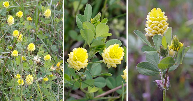 Fiche florale du Trfle des champs 