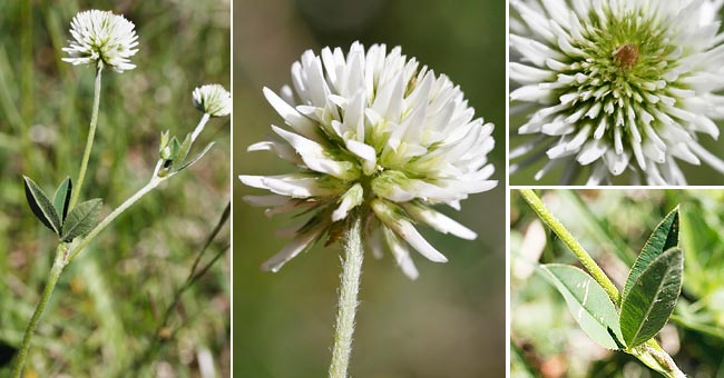 Fiche florale du Trfle des montagnes