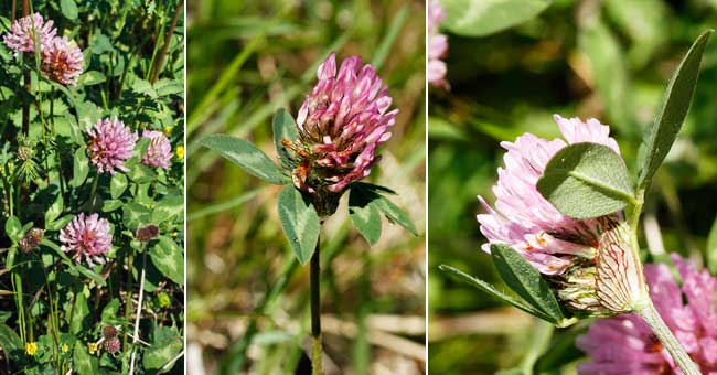 Fiche florale du Trfle des prs 