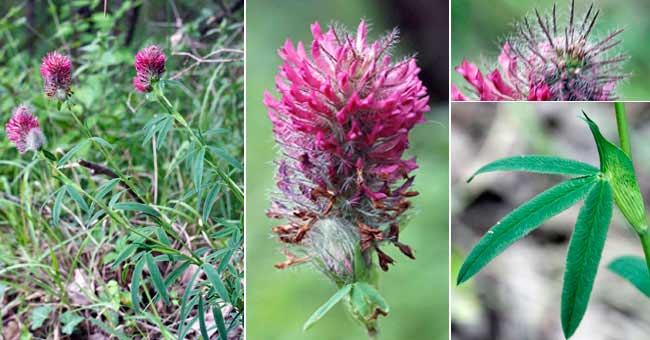 Fiche florale du Trfle rouge 