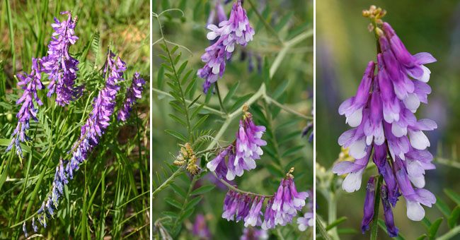 Fiche florale de la Vesce cracca