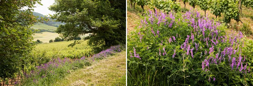 Fiche florale du Mlampyre des champs 