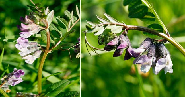 Fiche florale de la Vesce des haies