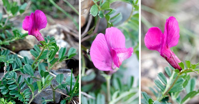 Fiche florale de la Vesce cracca