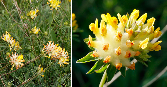 Fiche florale de la Vulnraire